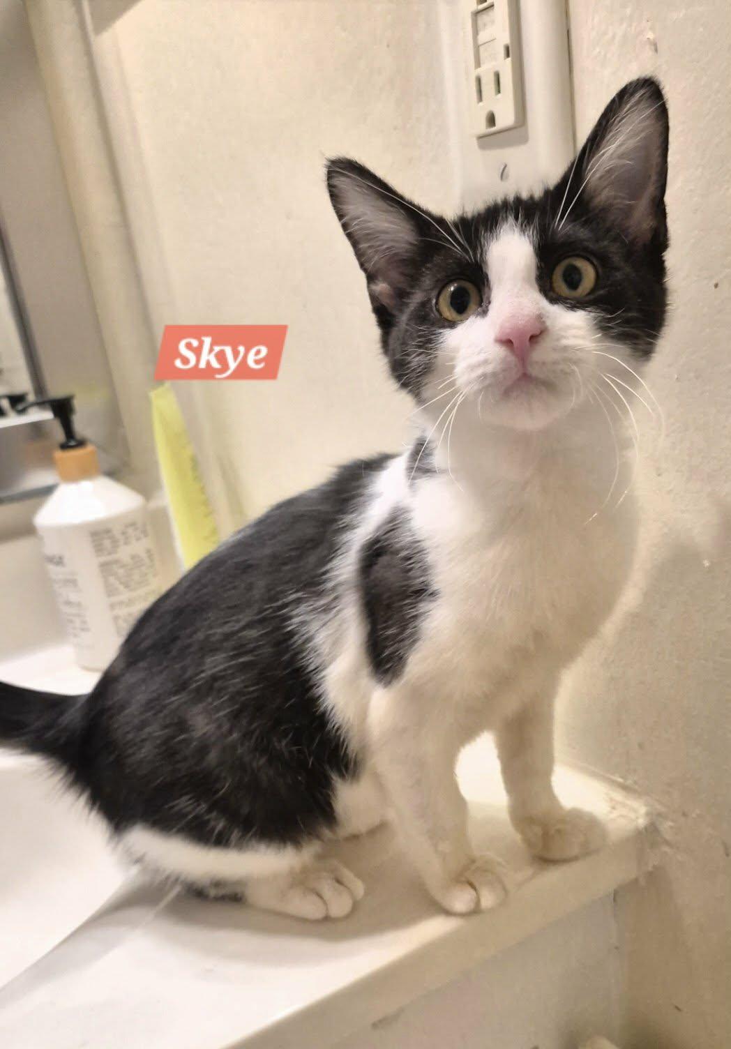 Enlarge Skye, a ADOPTABLE Domestic Short Hair in St. Clair Shores, MI image 1/1