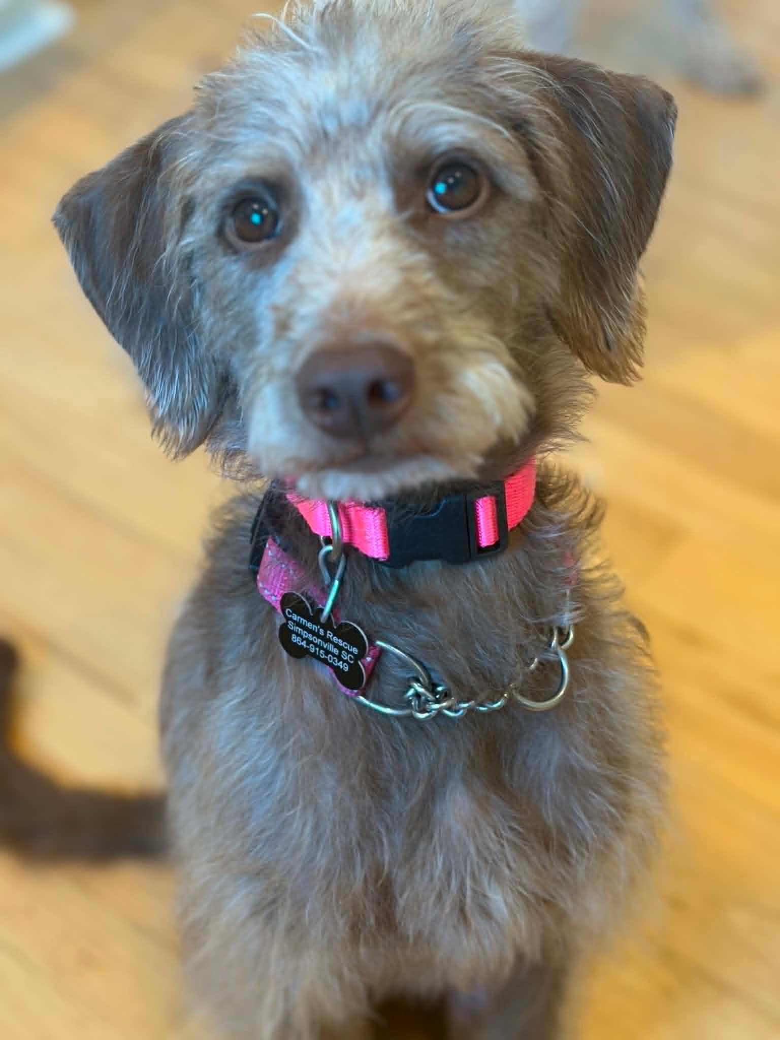 Tia the scruffiest scruff, an adopted Fox Terrier in Blue Bell, PA image 5/5