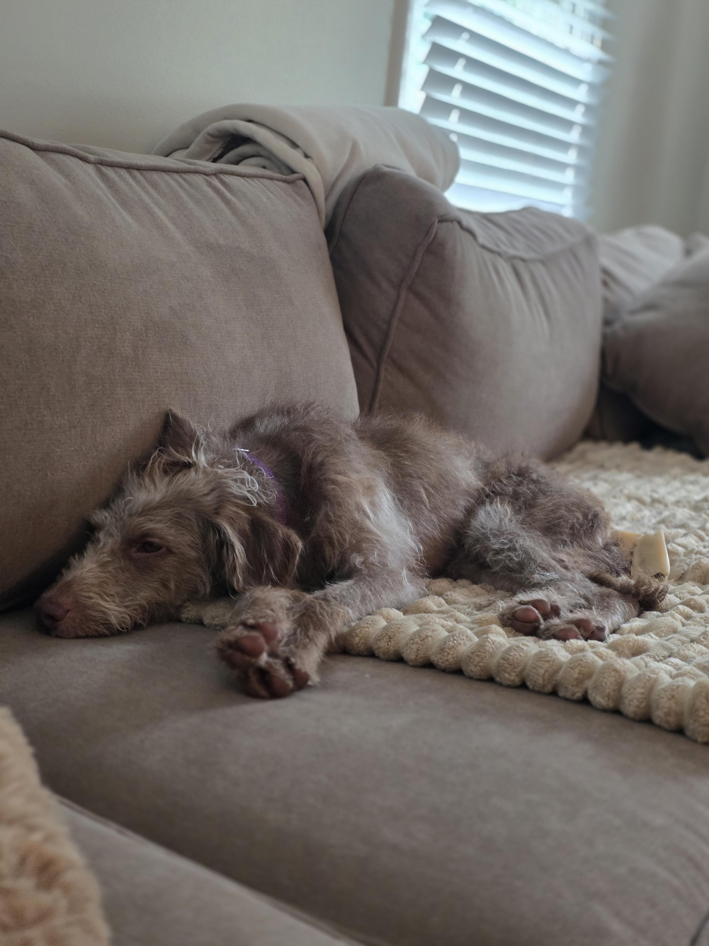 Tia the scruffiest scruff, an adopted Fox Terrier in Blue Bell, PA image 1/5