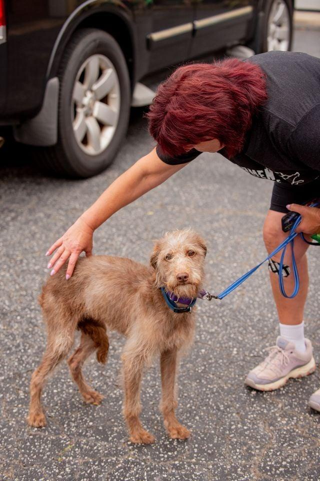 Tia the scruffiest scruff, an adopted Fox Terrier in Blue Bell, PA image 4/5