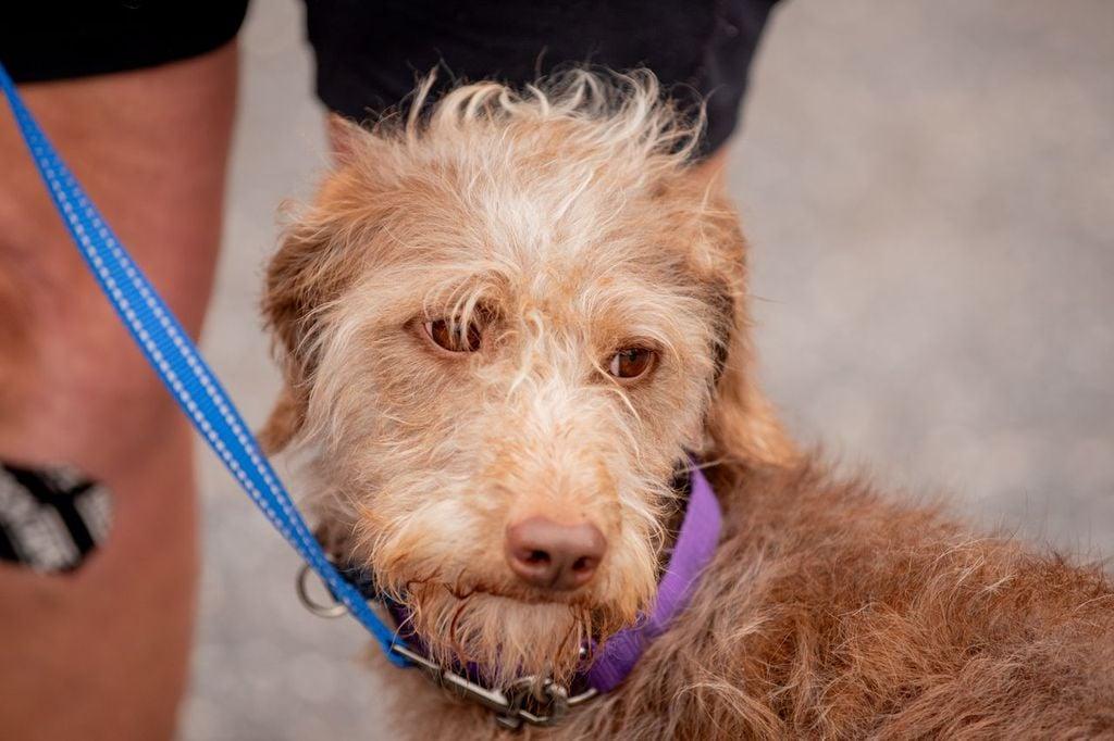 Tia the scruffiest scruff, adopted, Adult Female Fox Terrier.