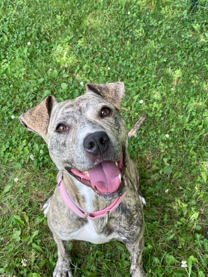 Ruby, Adoptable, Young Female Pit Bull Terrier & Mixed Breed.