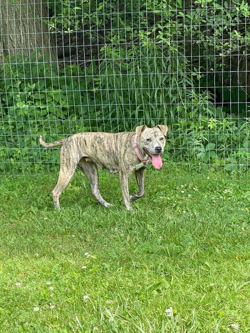 Ruby, a Adoptable mixed breed in Cortland, NY image 2/6