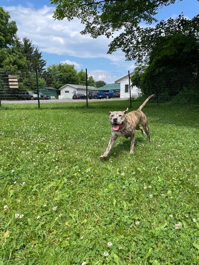 Ruby, a Adoptable mixed breed in Cortland, NY image 3/6
