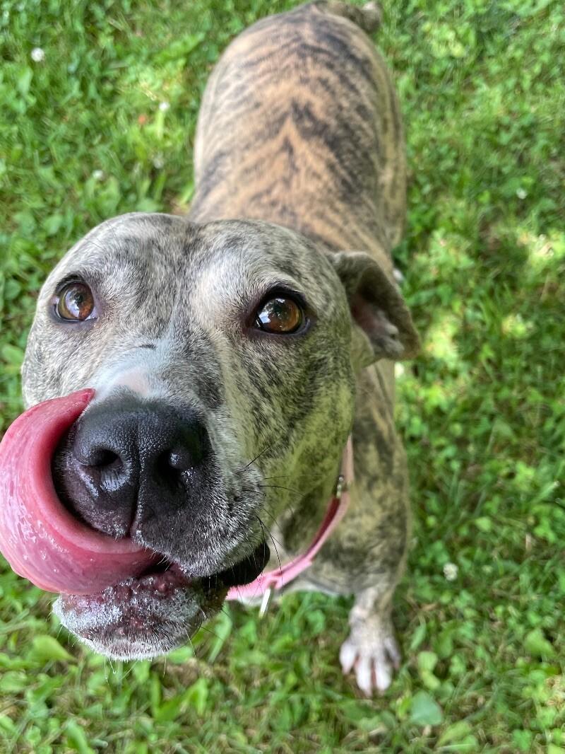 Ruby, a Adoptable mixed breed in Cortland, NY image 5/6