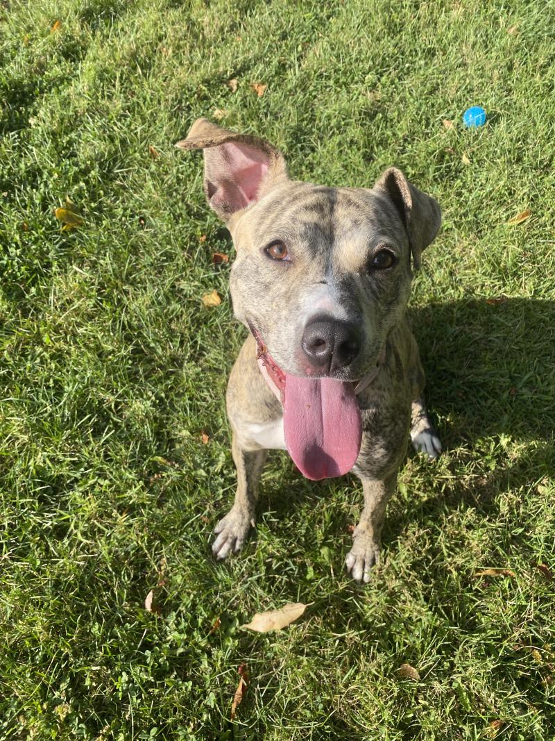 Enlarge Ruby, a Adoptable mixed breed in Cortland, NY image 5/6