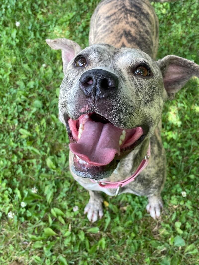 Ruby, a Adoptable mixed breed in Cortland, NY image 6/6