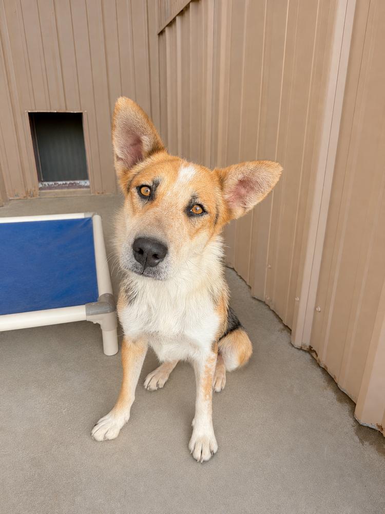 Alice, a Adoptable mixed breed in Mountainair, NM image 1/3