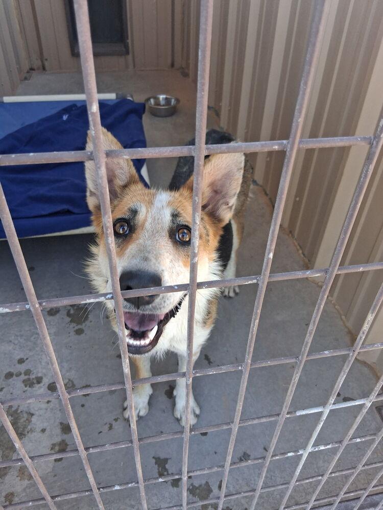 Alice, a Adoptable mixed breed in Mountainair, NM image 2/3
