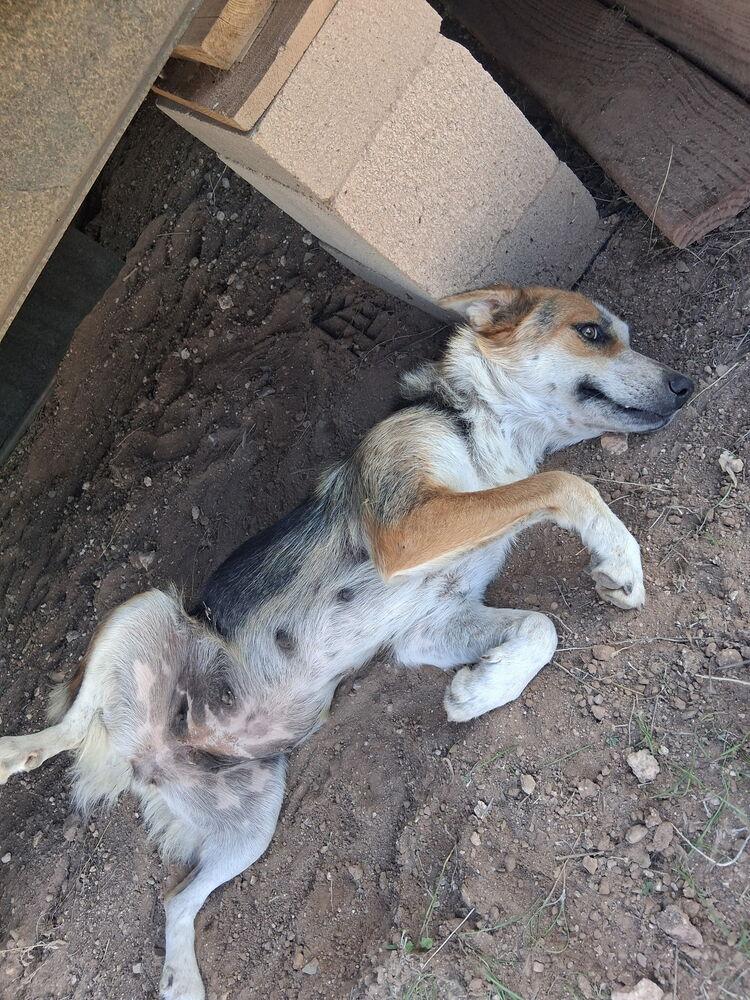 Alice, a Adoptable mixed breed in Mountainair, NM image 3/3