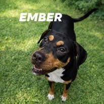 Enlarge Ember, a Adoptable mixed breed in East Ridge, TN image 1/1