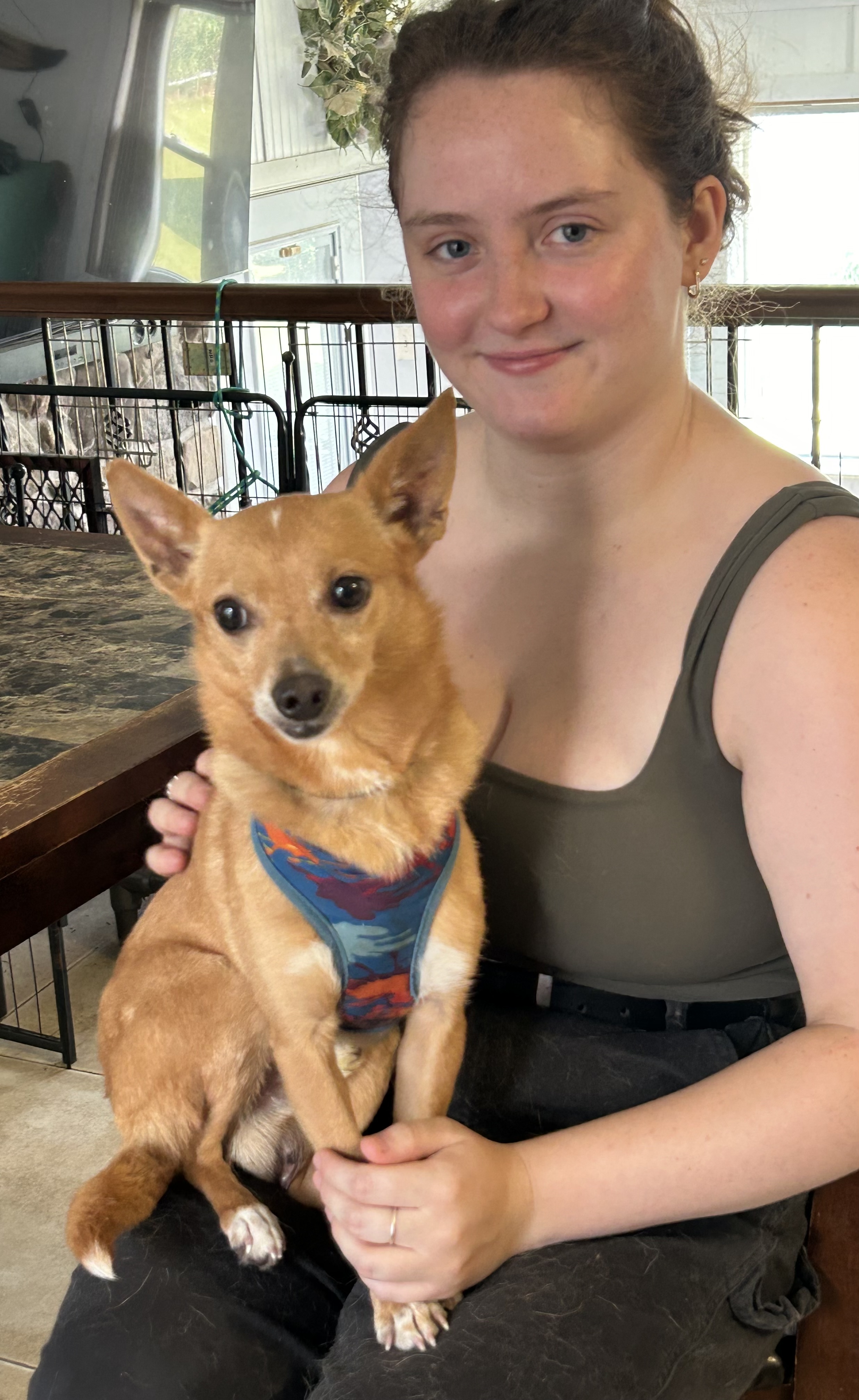 Paco, Adopted, Adult Male Corgi.