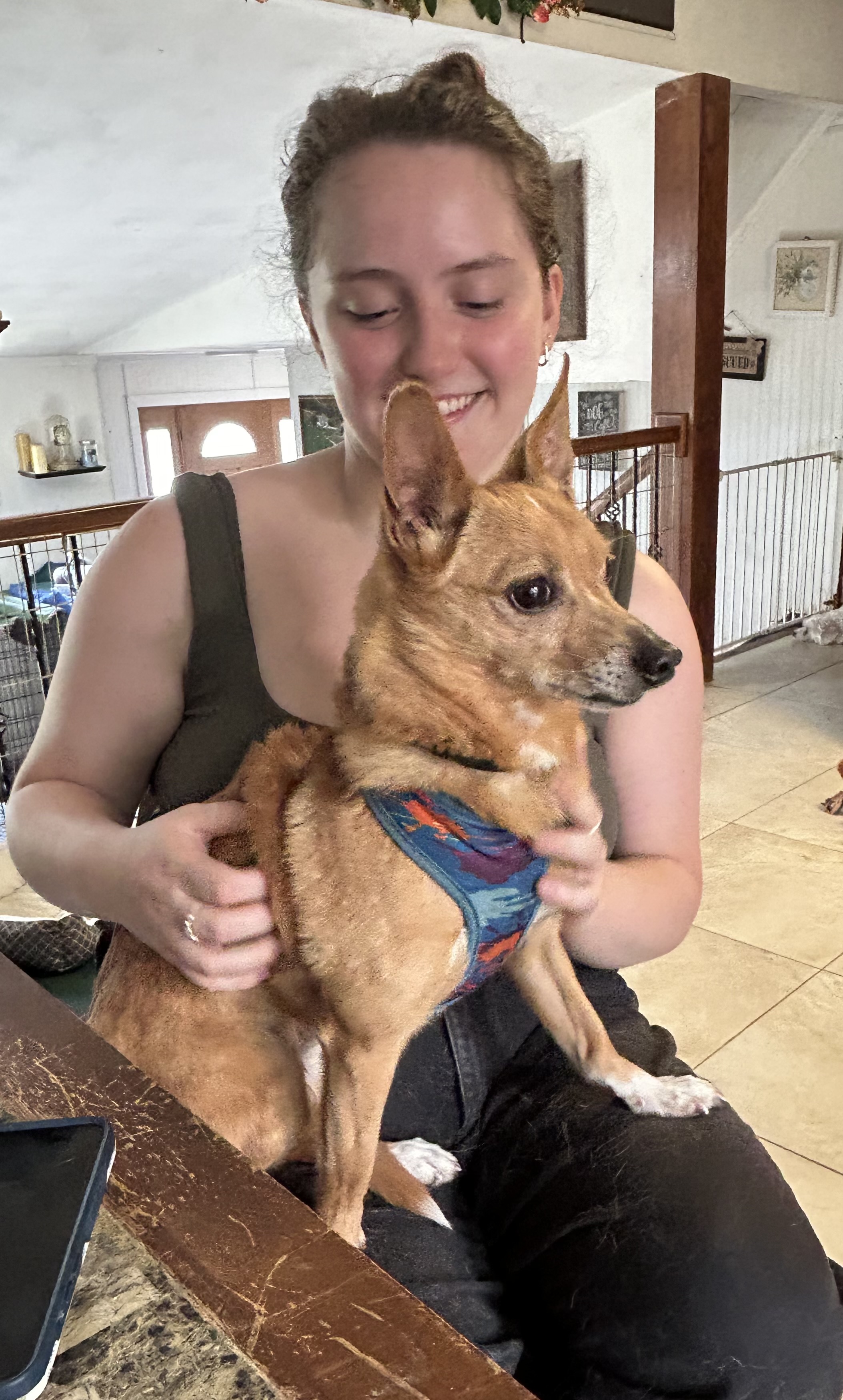 Enlarge Paco, a Adopted Corgi in Maine, NY image 2/4