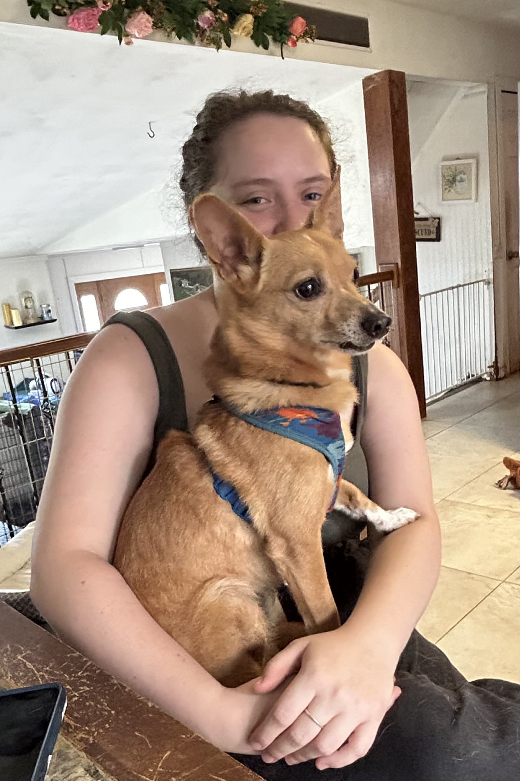 Enlarge Paco, a Adopted Corgi in Maine, NY image 3/4