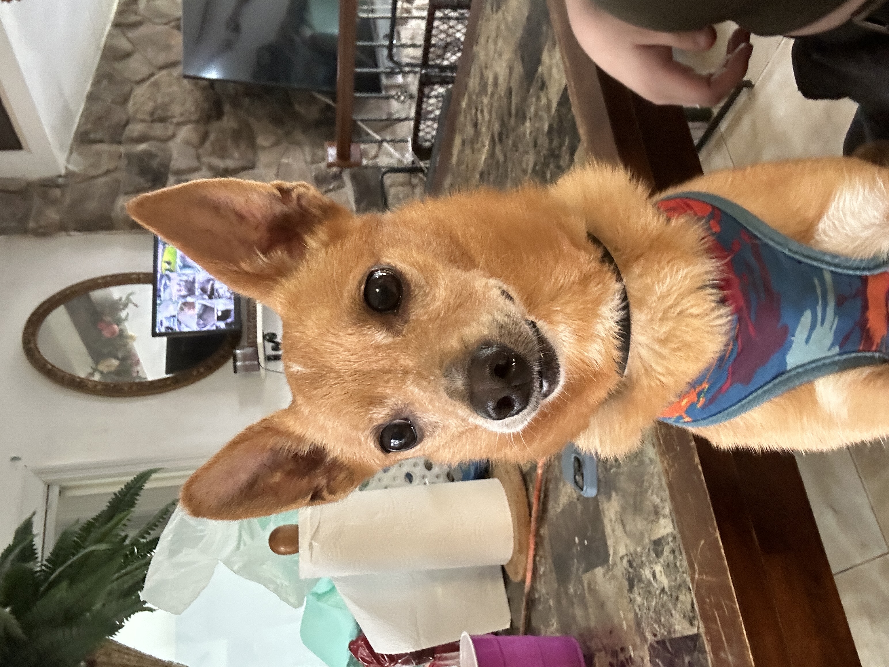 Enlarge Paco, a Adopted Corgi in Maine, NY image 4/4