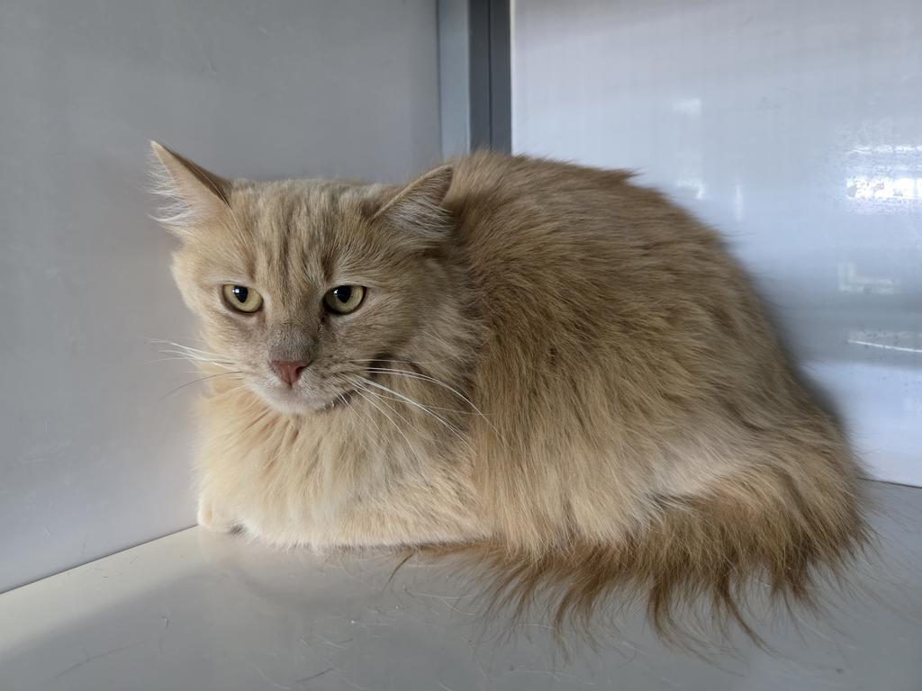 Chacha, Adoptable, Adult Female Domestic Medium Hair.