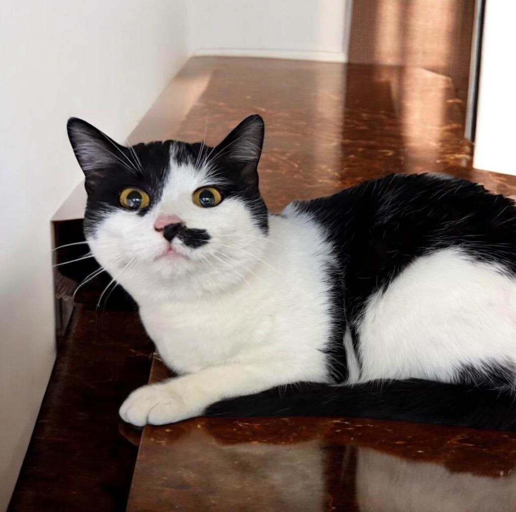 Enlarge Cookie, a Adoptable mixed breed in Columbia, IL image 1/4