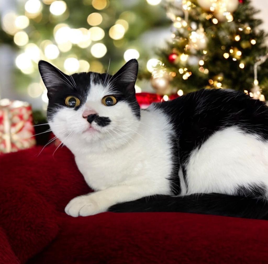 Enlarge Cookie, a Adoptable mixed breed in Columbia, IL image 2/4