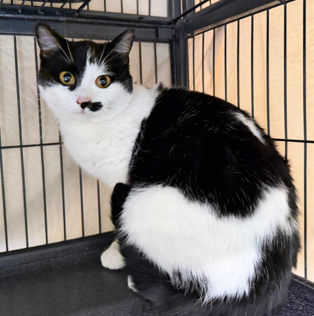 Enlarge Cookie, a Adoptable mixed breed in Columbia, IL image 4/4