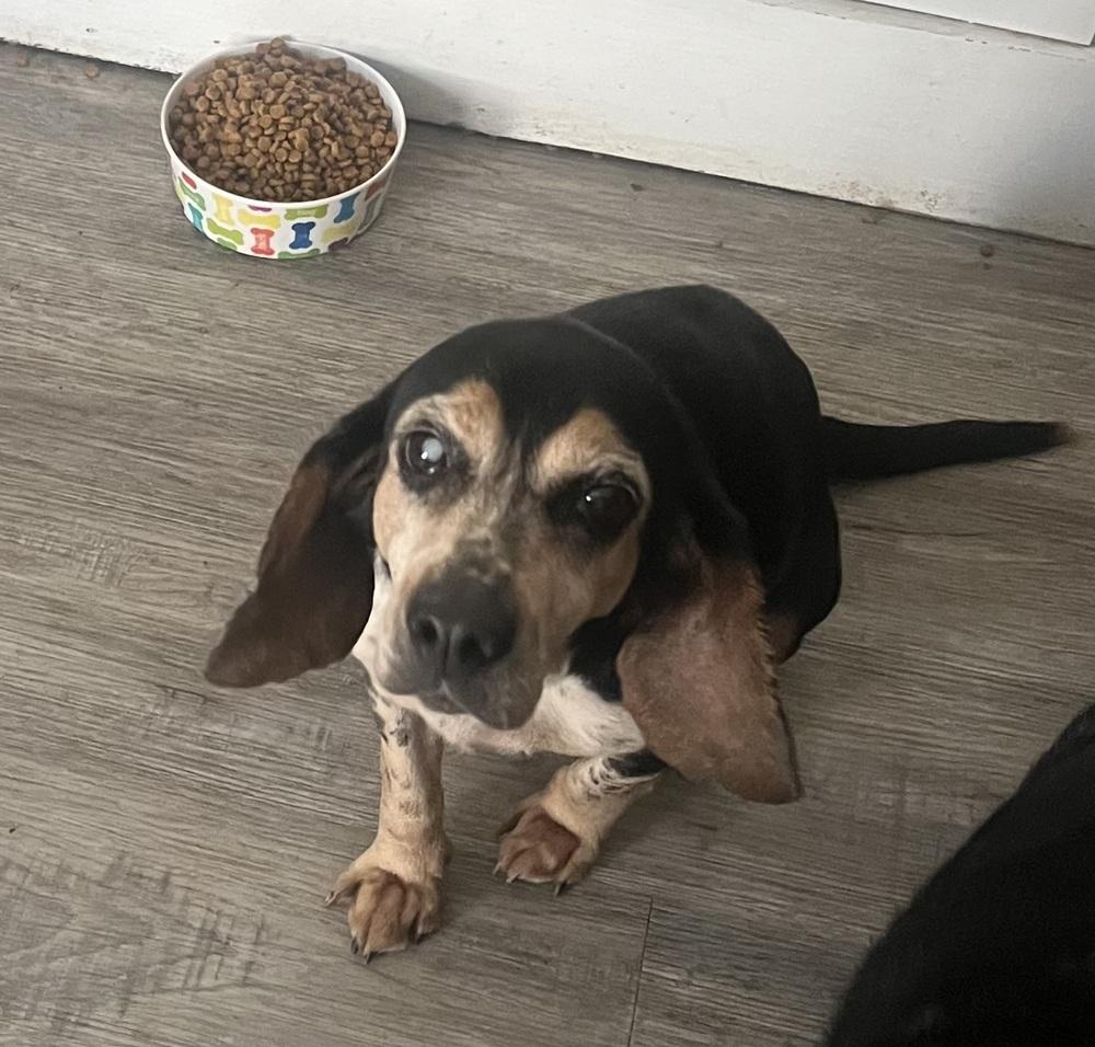 Enlarge Delilah, a Adoptable mixed breed in Peoria, IL image 1/6