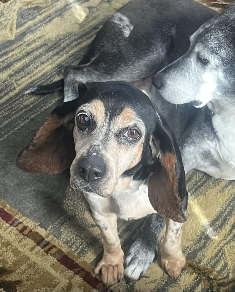 Enlarge Delilah, a Adoptable mixed breed in Peoria, IL image 3/6