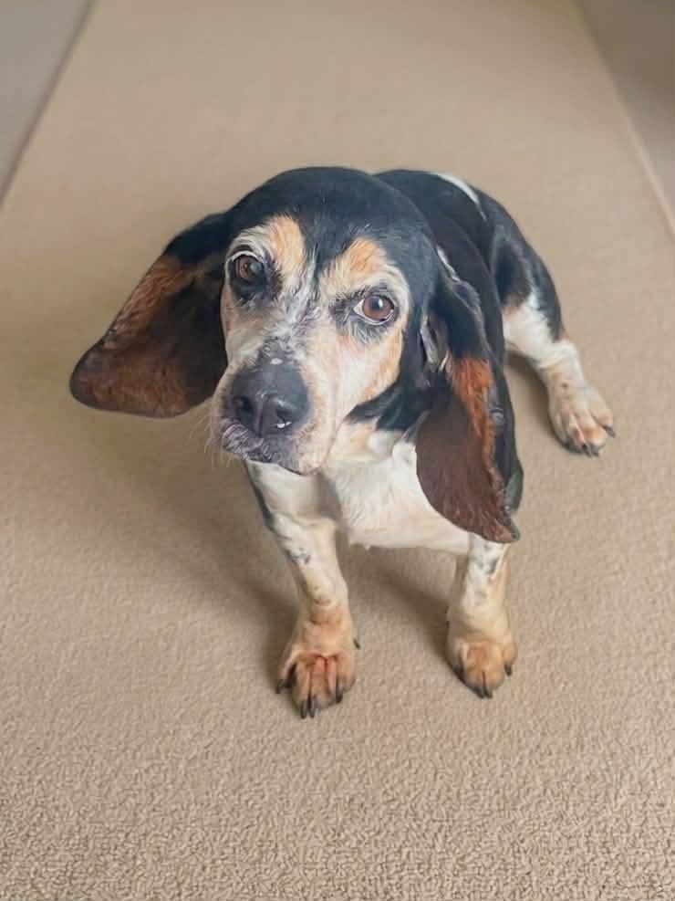 Enlarge Delilah, a Adoptable mixed breed in Peoria, IL image 4/6