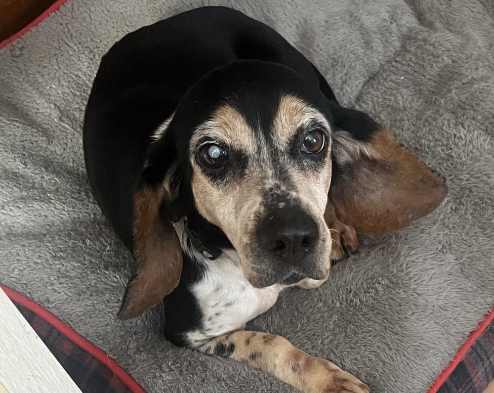 Enlarge Delilah, a Adoptable mixed breed in Peoria, IL image 5/6