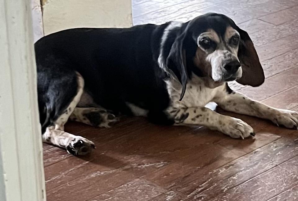 Enlarge Delilah aka Olive, a Adoptable mixed breed in Peoria, IL image 5/6