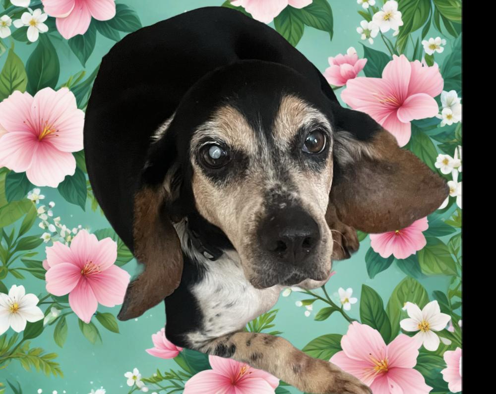 Enlarge Delilah, a Adoptable mixed breed in Peoria, IL image 6/6