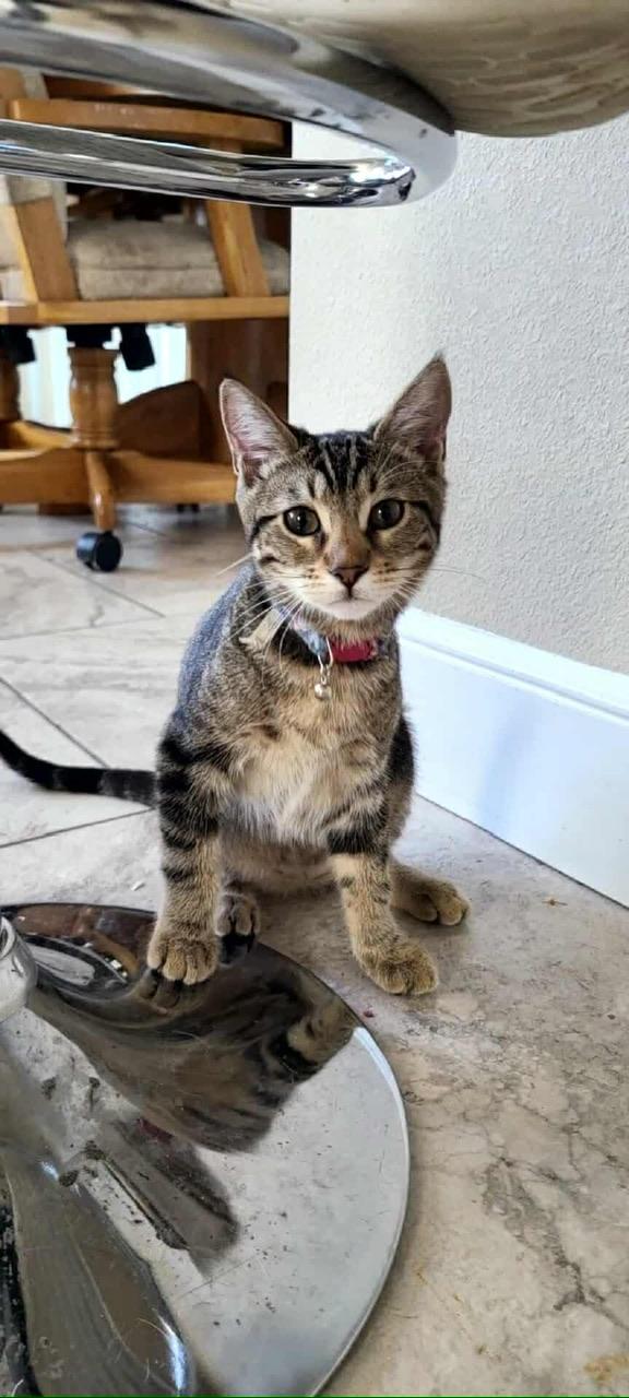 Lychee, a Adoptable Domestic Short Hair in Hollister, CA image 2/4