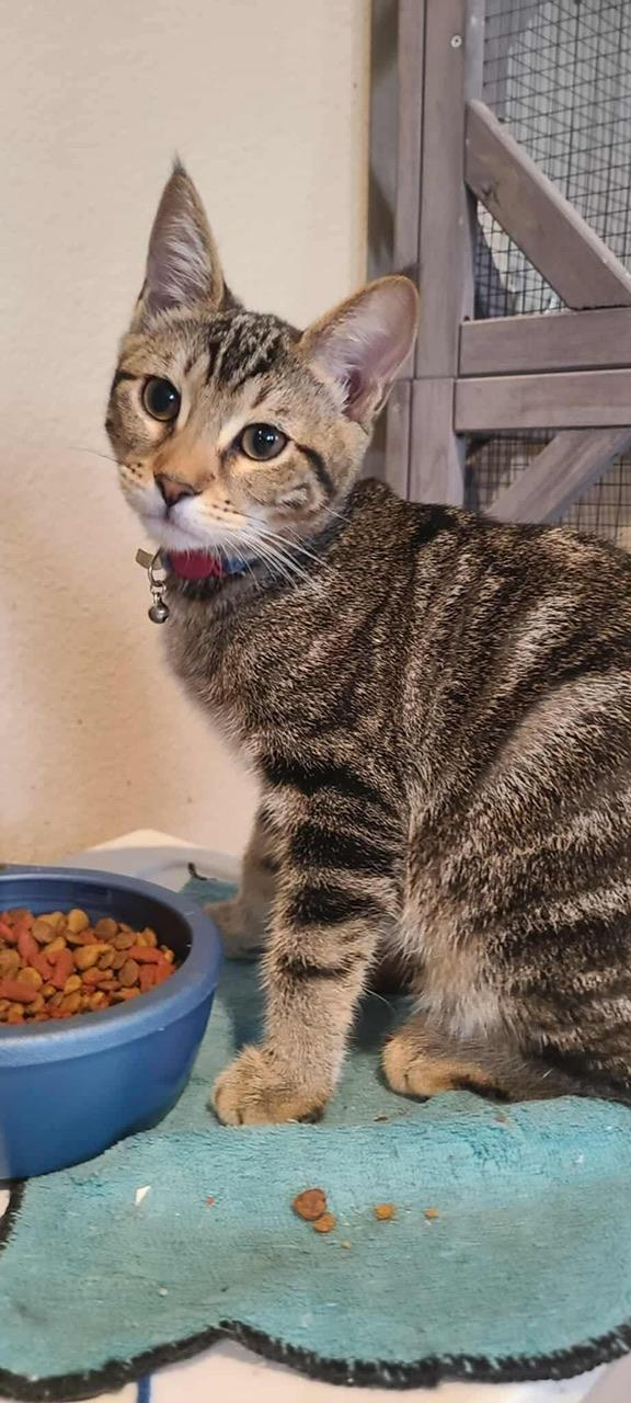 Lychee, a Adoptable Domestic Short Hair in Hollister, CA image 3/4