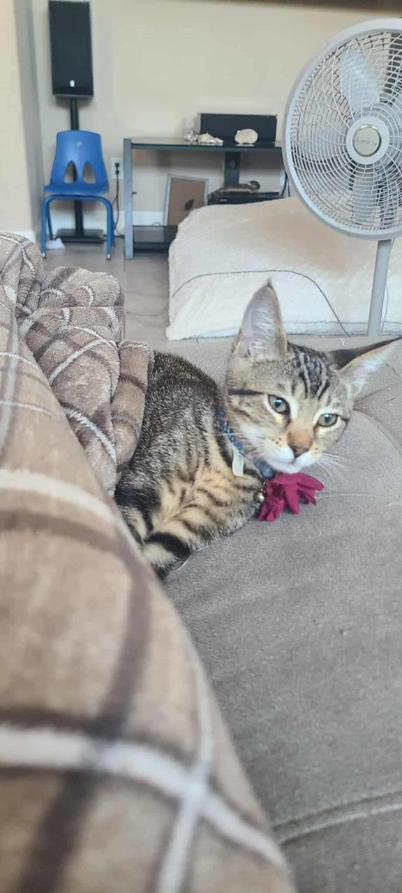 Lychee, a Adoptable Domestic Short Hair in Hollister, CA image 4/4