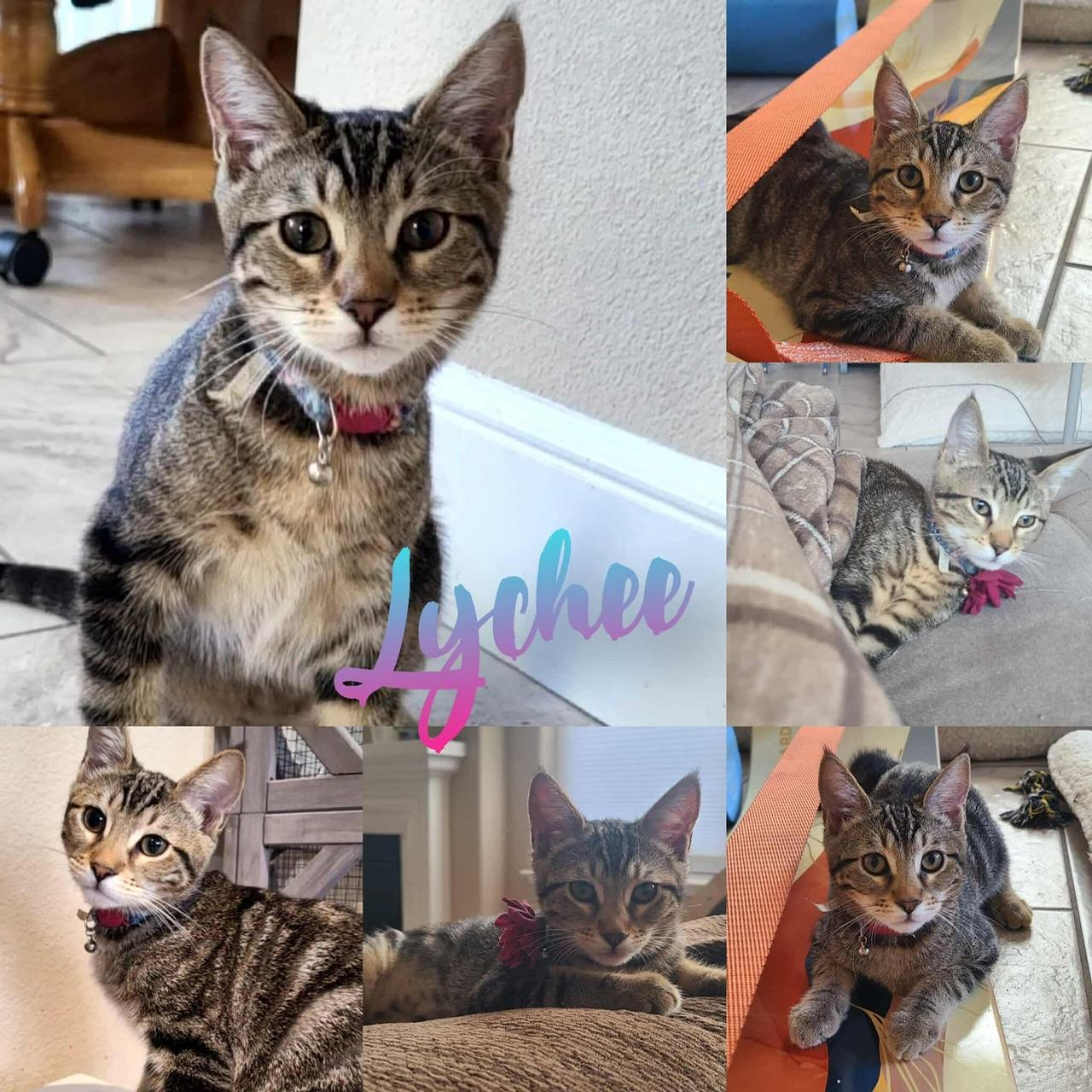 Lychee, Adoptable, Young Female Domestic Short Hair.