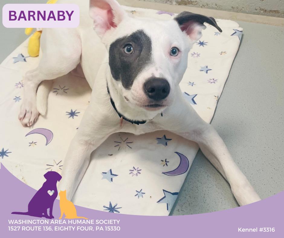 Enlarge Barnaby, a ADOPTABLE mixed breed in Eighty Four, PA image 1/1