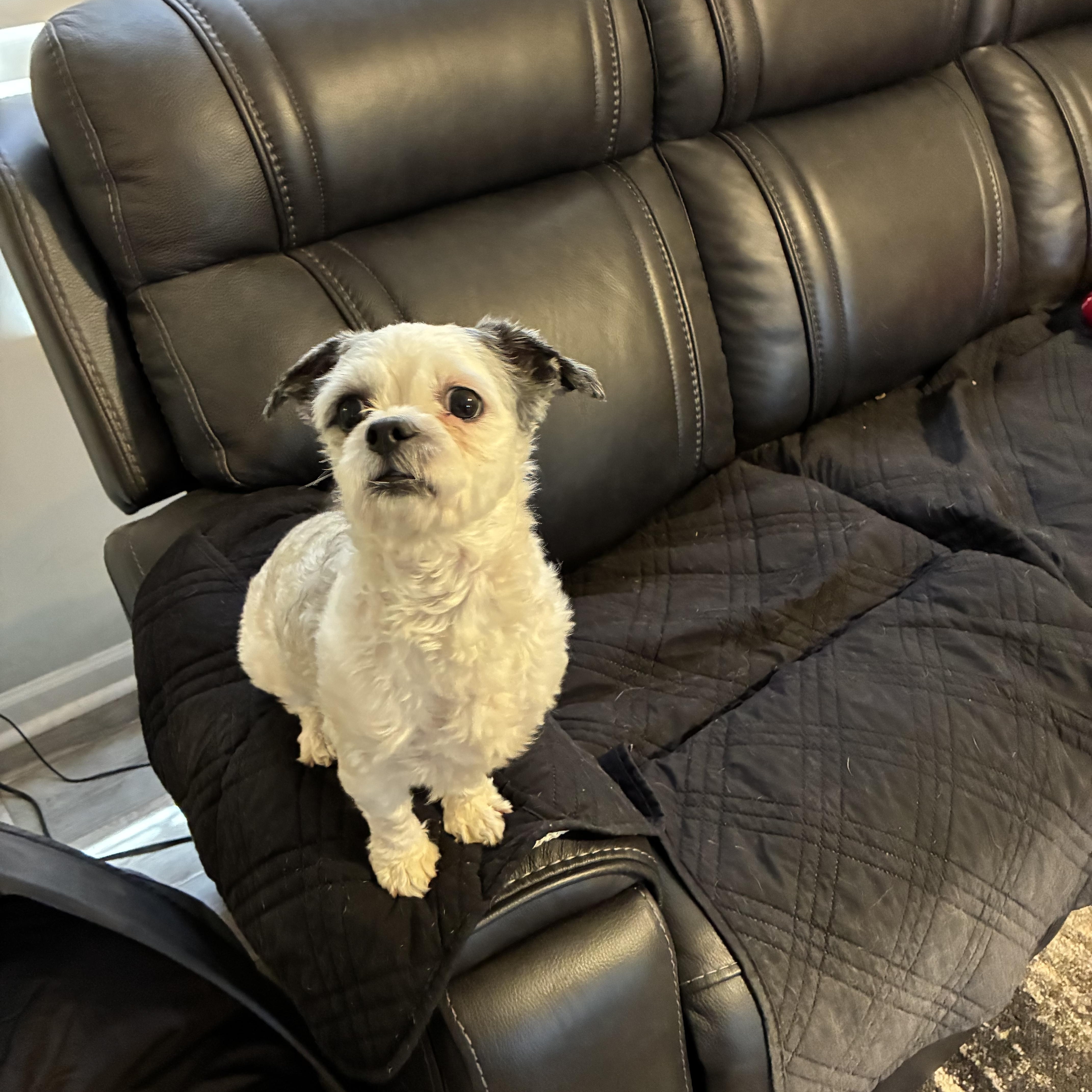 Enlarge Baloo, a Adopted Shih Tzu in Woodruff, SC image 3/6
