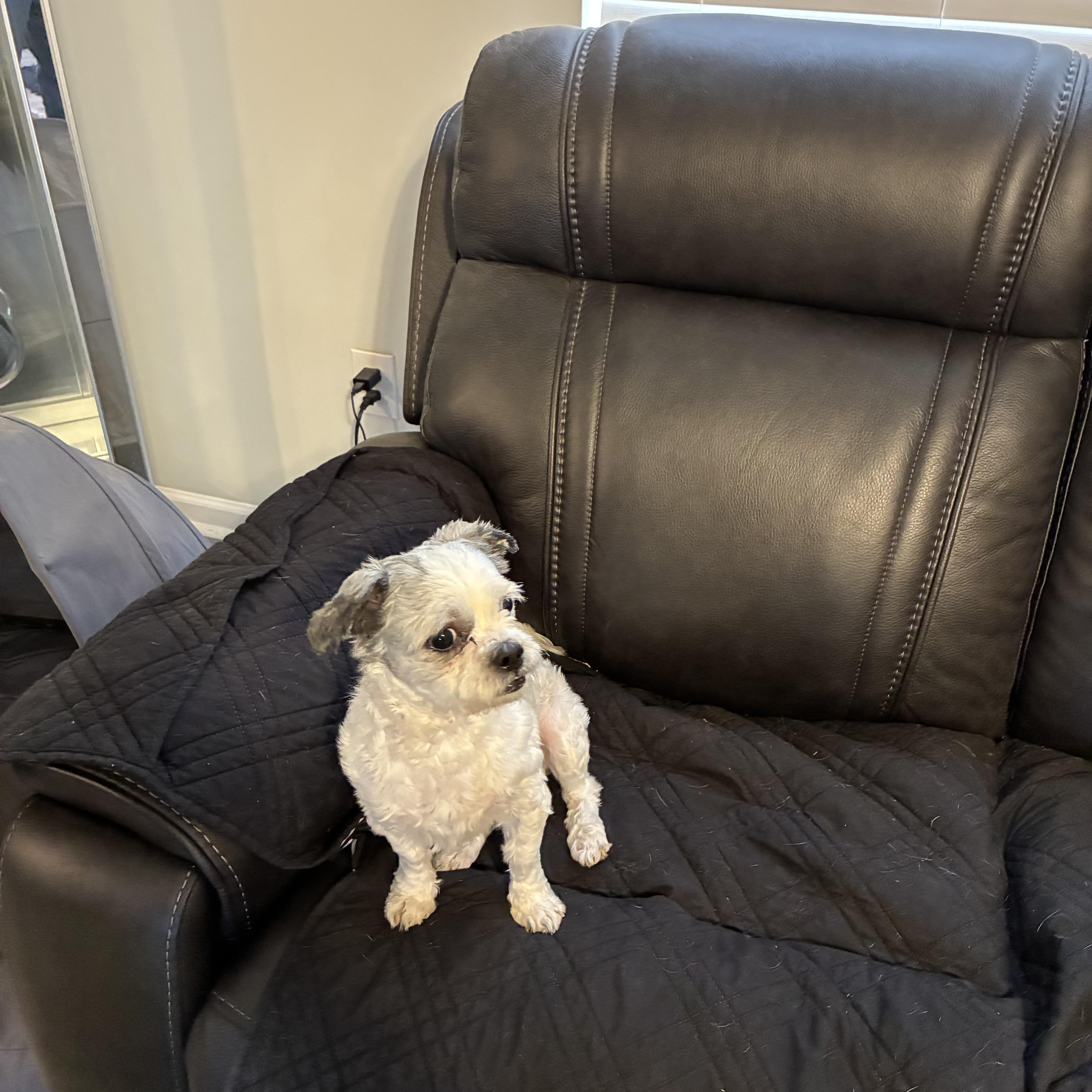 Enlarge Baloo, a Adopted Shih Tzu in Woodruff, SC image 4/6