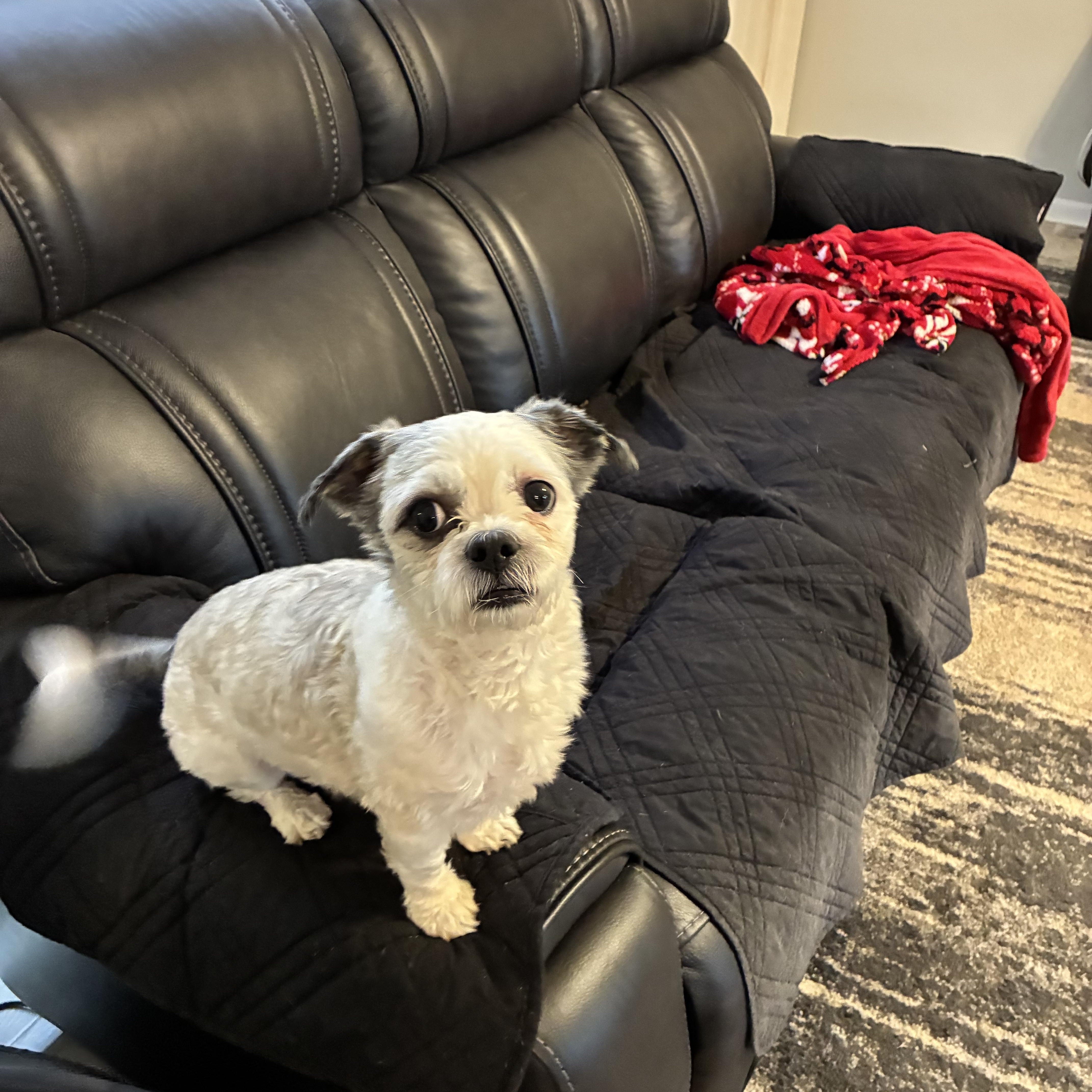 Enlarge Baloo, a Adopted Shih Tzu in Woodruff, SC image 6/6
