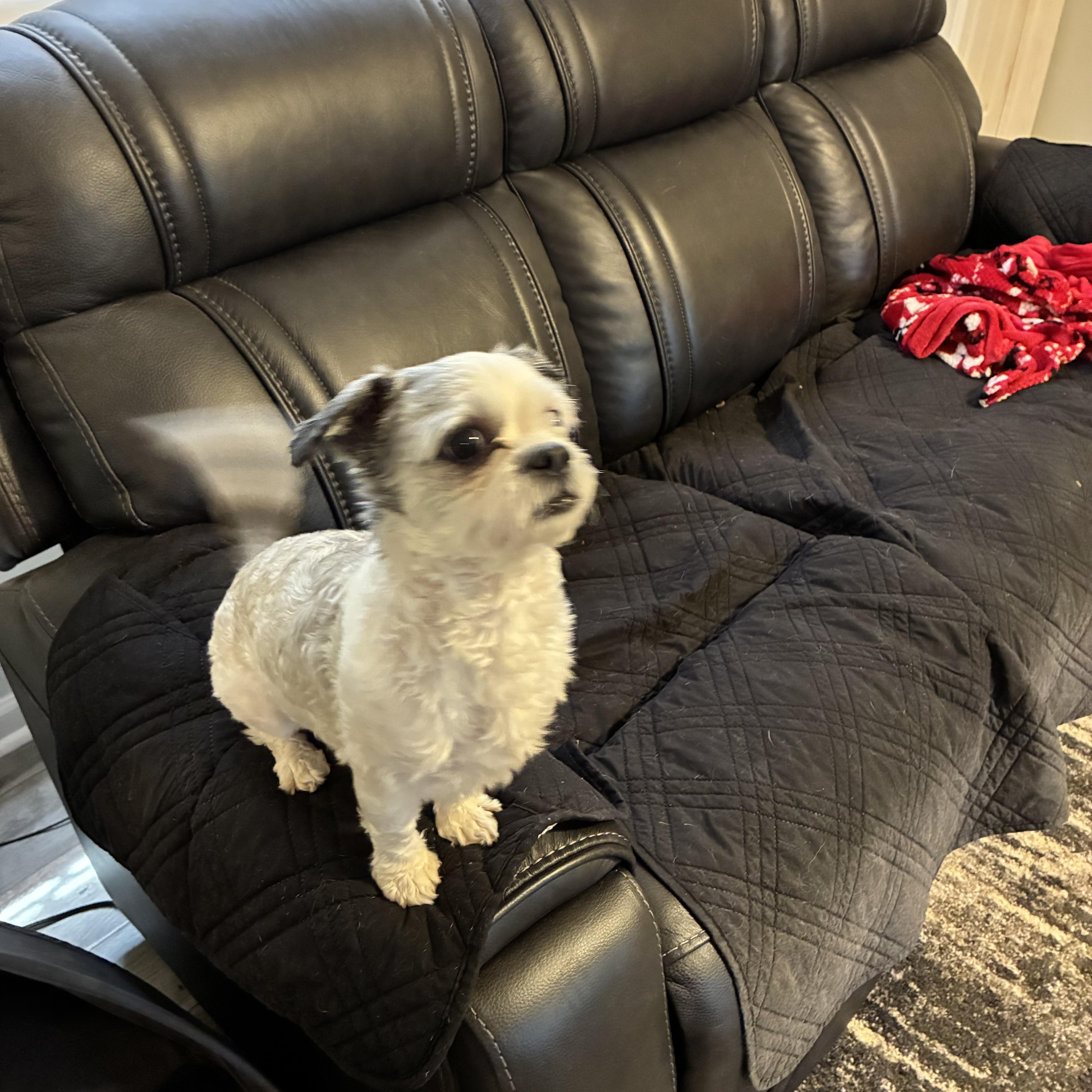 Enlarge Baloo, a Adopted Shih Tzu in Woodruff, SC image 2/6