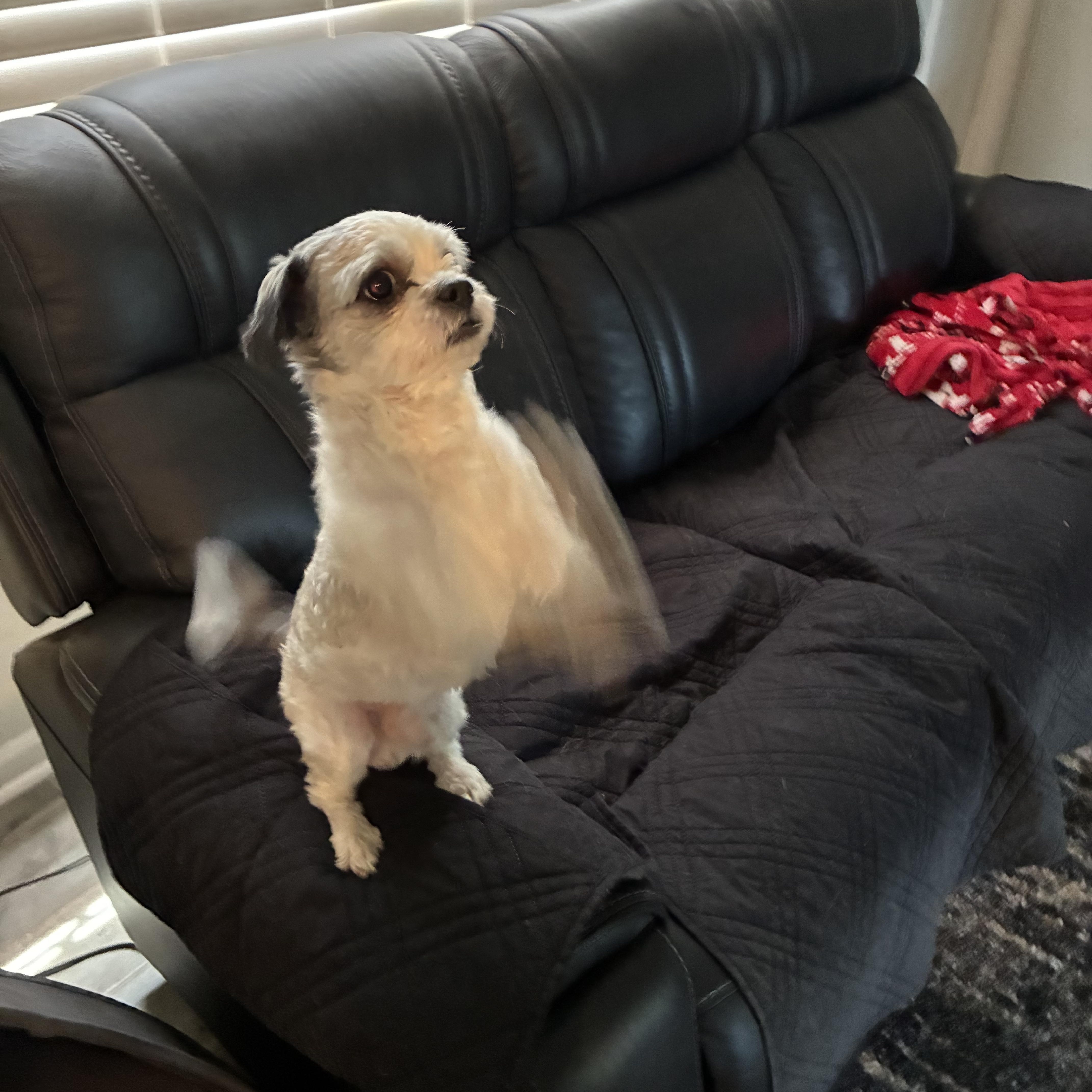 Enlarge Baloo, a Adopted Shih Tzu in Woodruff, SC image 1/6
