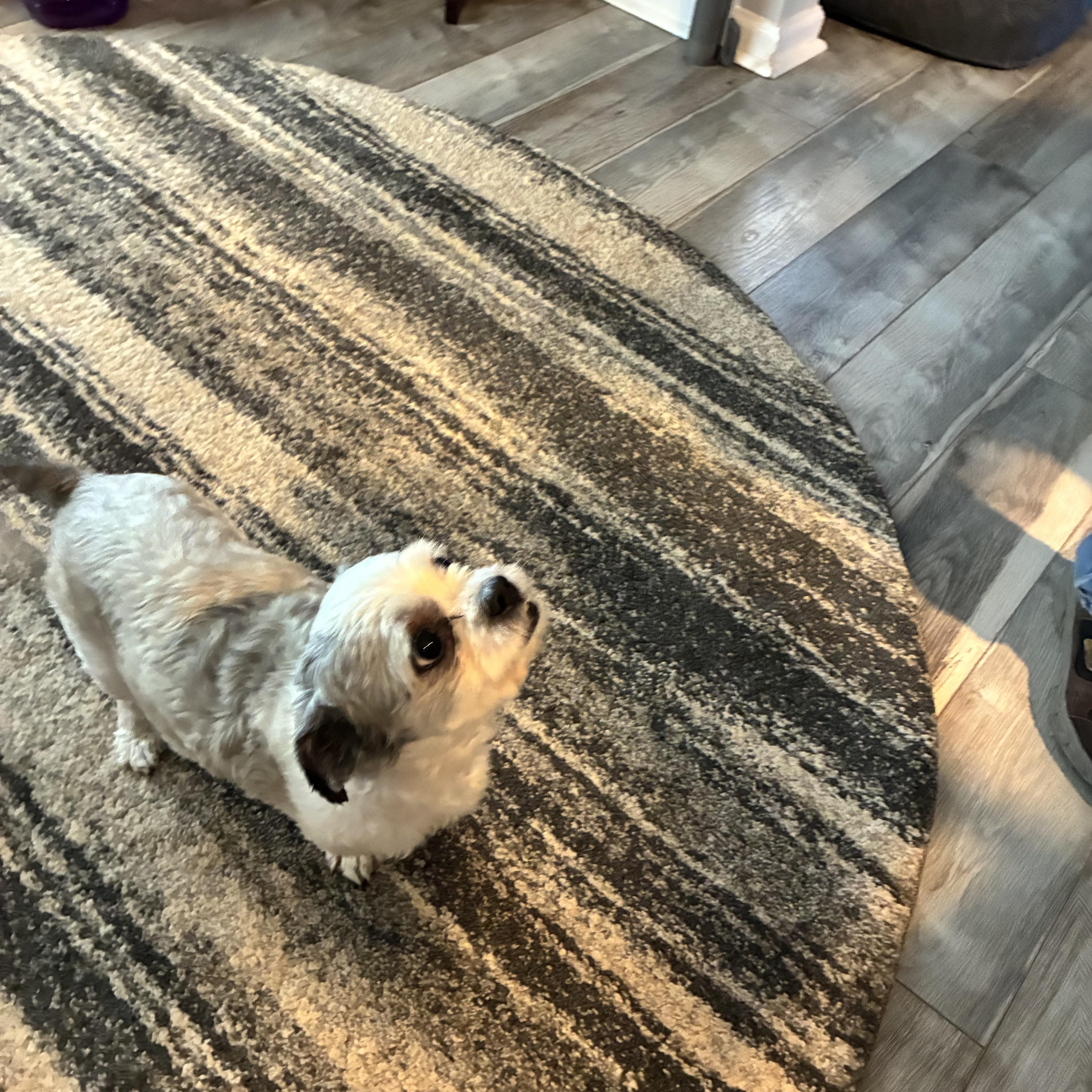 Enlarge Baloo, a Adopted Shih Tzu in Woodruff, SC image 5/6