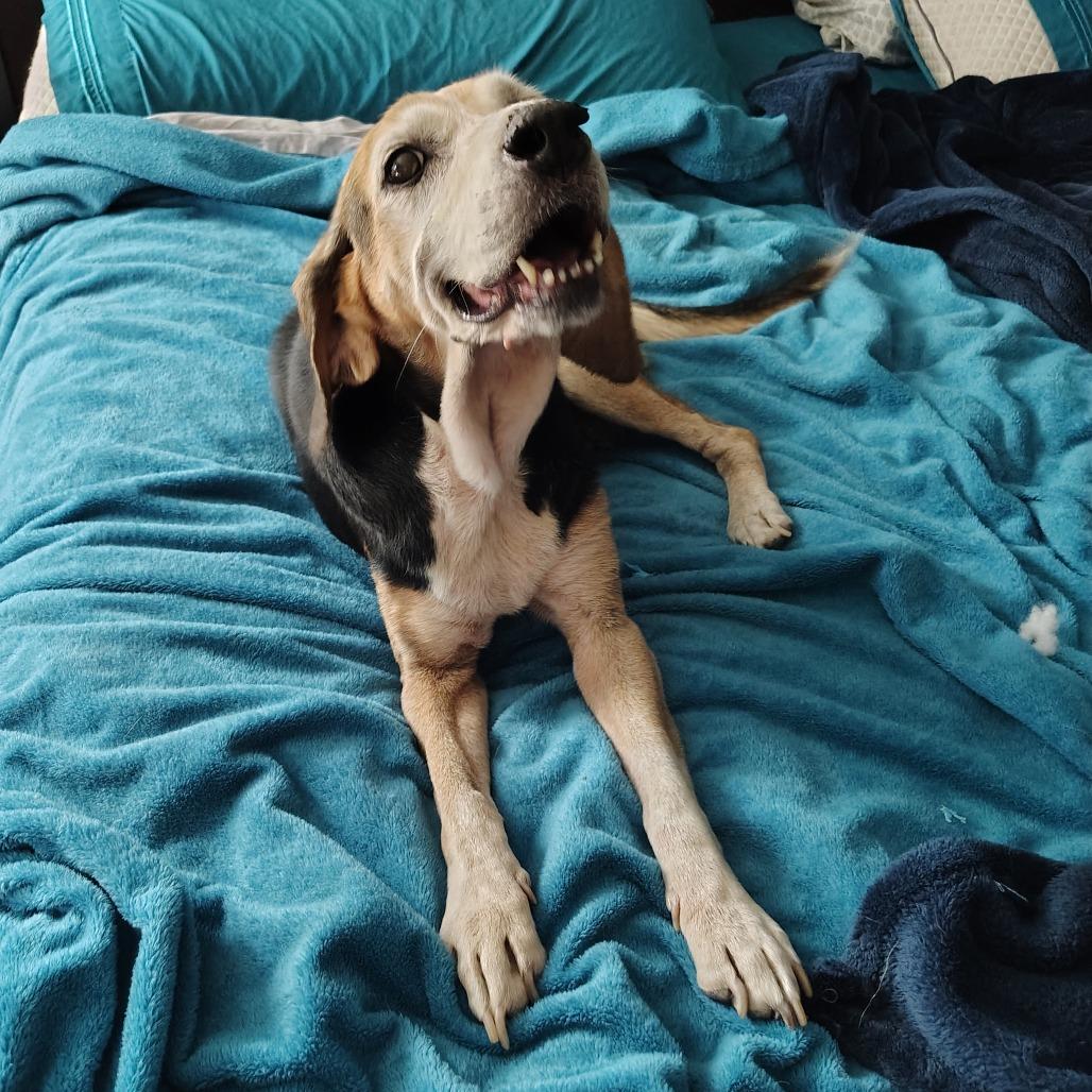 Rosie, Adoptable, Senior Female Beagle & Treeing Walker Coonhound.