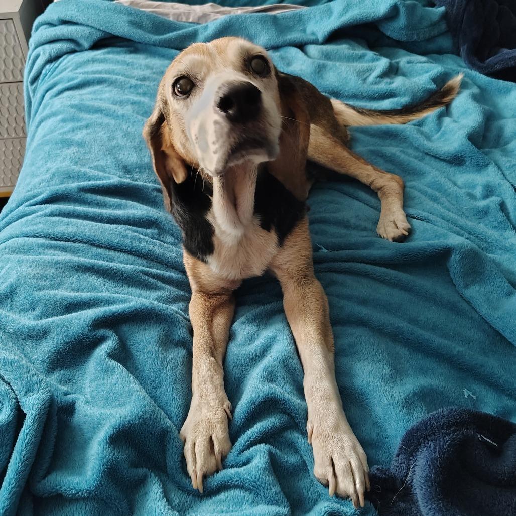 Enlarge Rosie, a Adoptable mixed breed in Wilmington, NC image 4/5