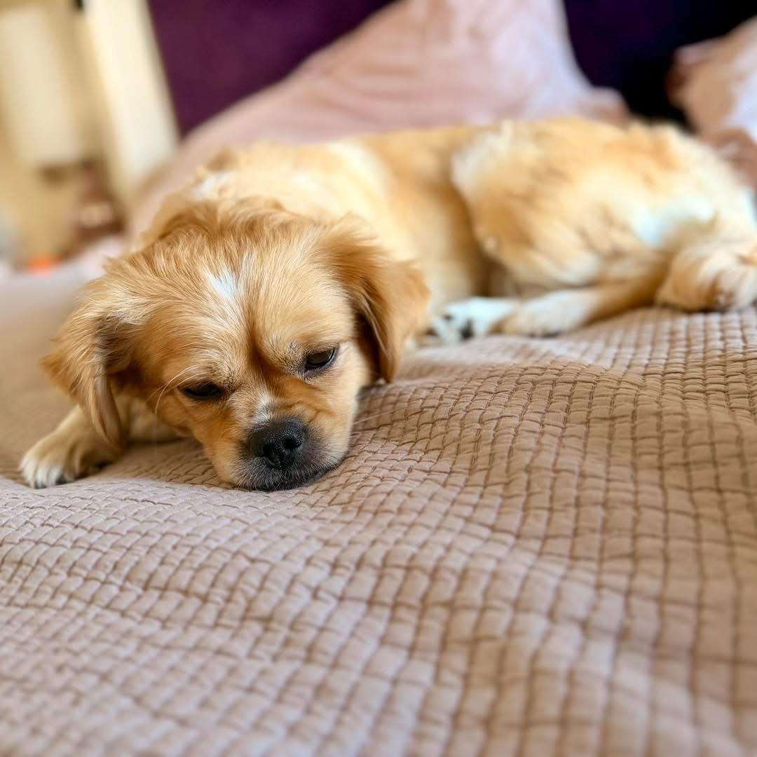 Enlarge Daisy, an adopted mixed breed in Fort Worth, TX image 4/5