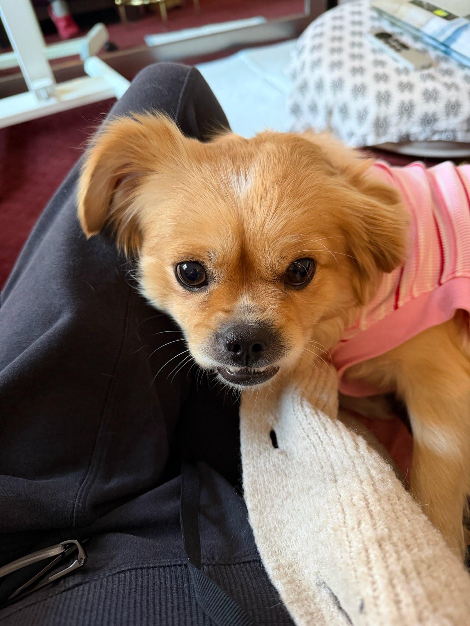 Enlarge Daisy, an adopted mixed breed in Fort Worth, TX image 2/5