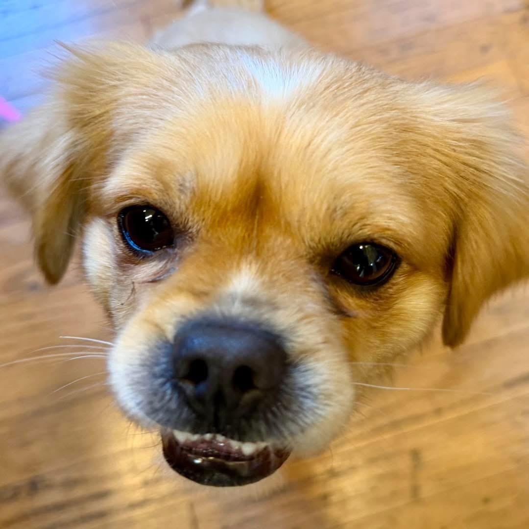 Enlarge Daisy, an adopted mixed breed in Fort Worth, TX image 5/5