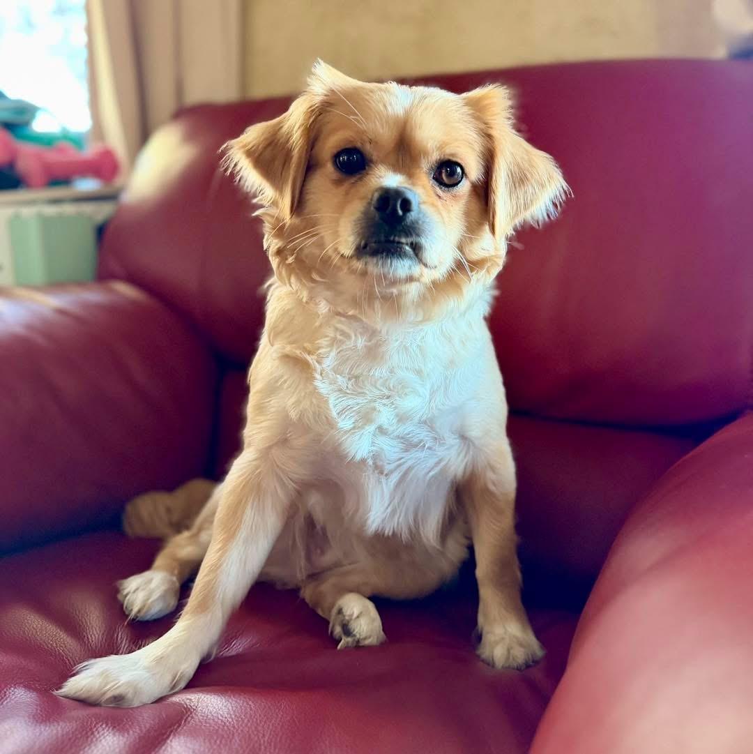 Enlarge Daisy, an adopted mixed breed in Fort Worth, TX image 3/5