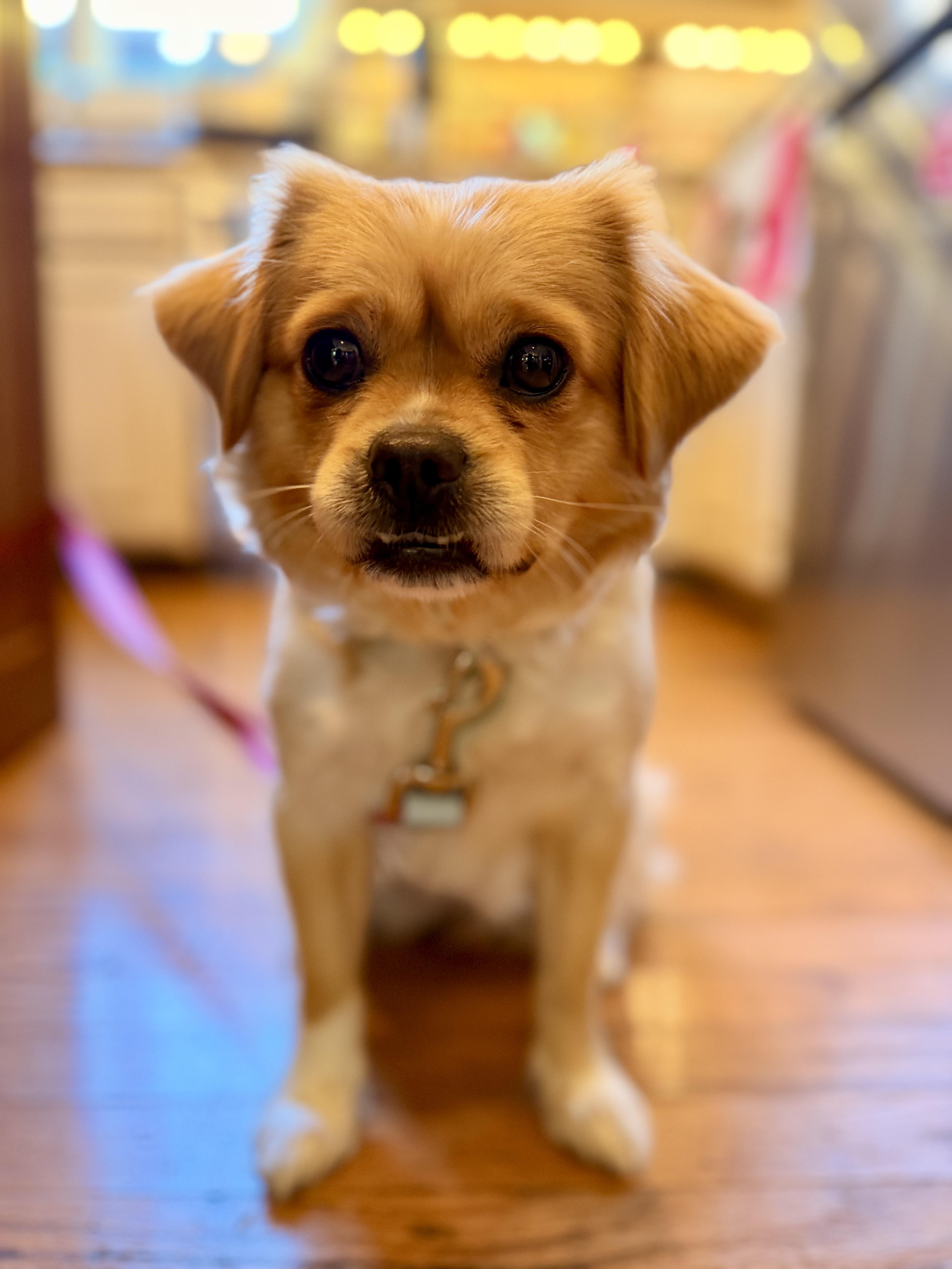 Daisy, ADOPTABLE, Young Female Pomeranian.