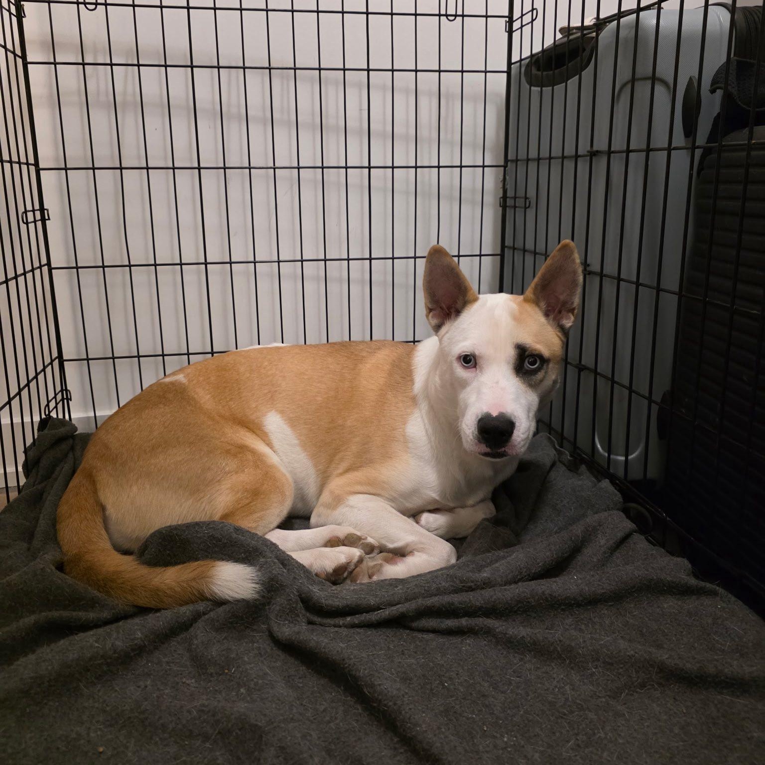 Enlarge Lucy, a ADOPTABLE mixed breed in Woodstock, ON image 1/6