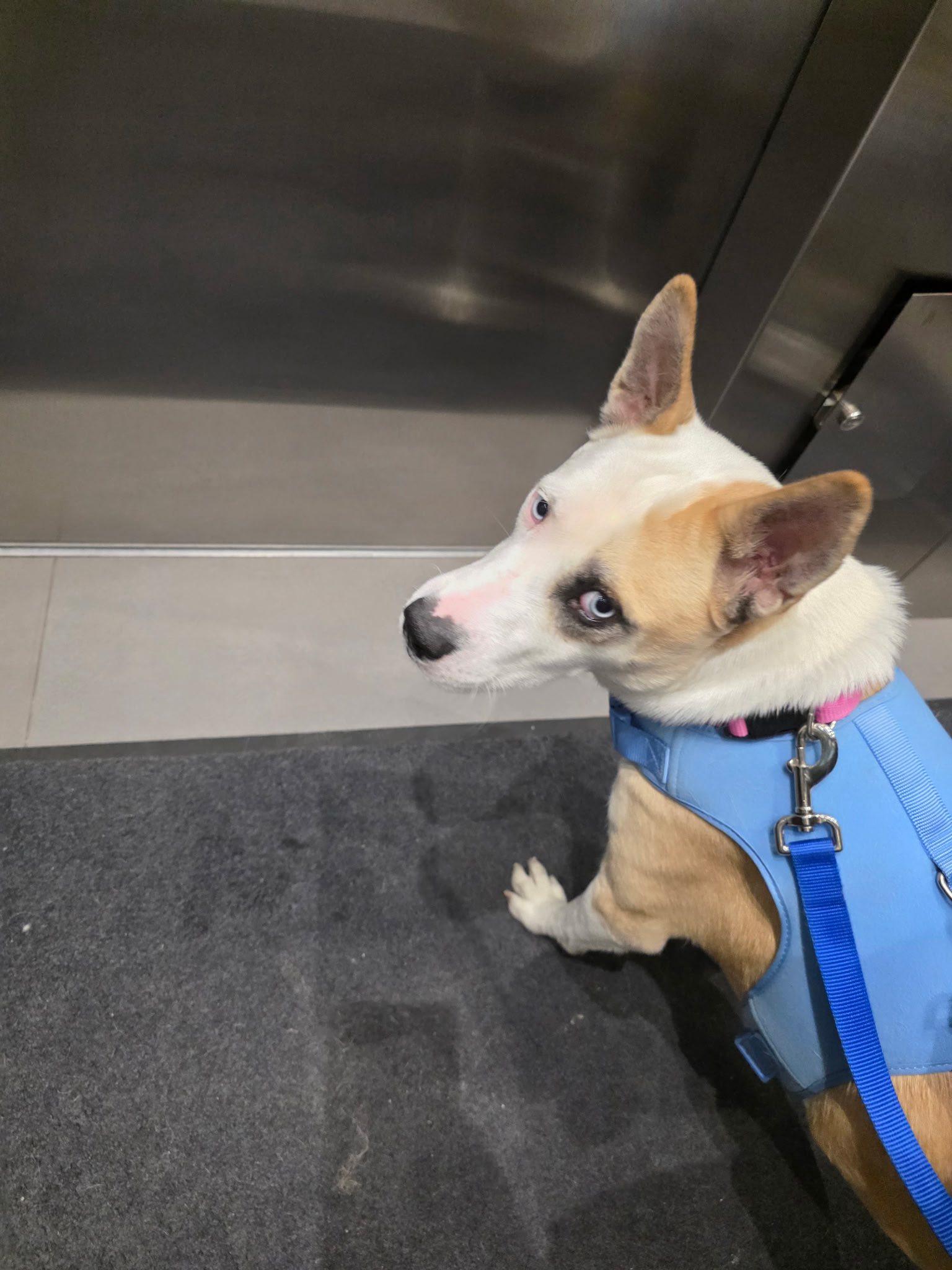 Enlarge Lucy, a ADOPTABLE mixed breed in Woodstock, ON image 2/6