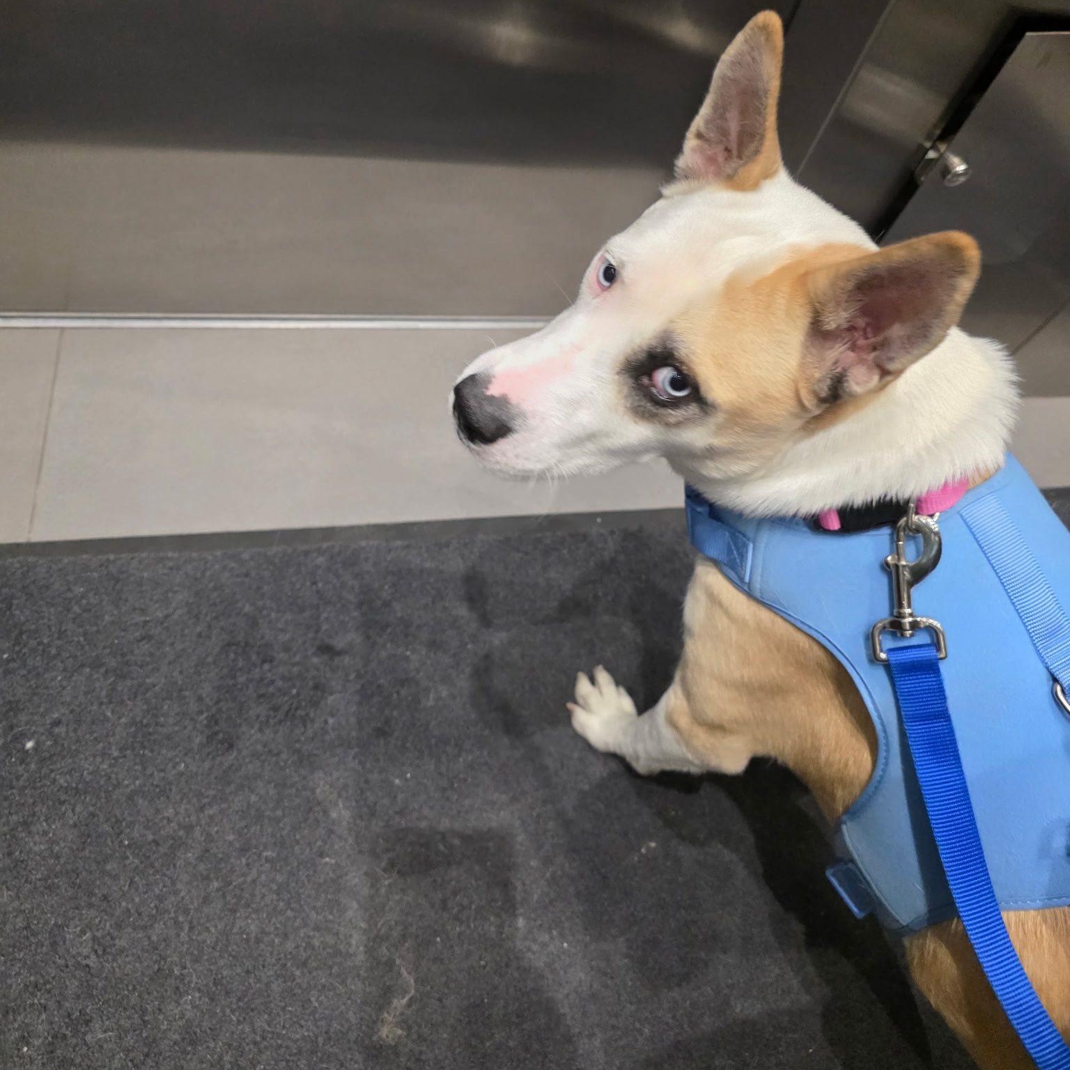 Lucy, a ADOPTABLE mixed breed in Woodstock, ON image 3/5